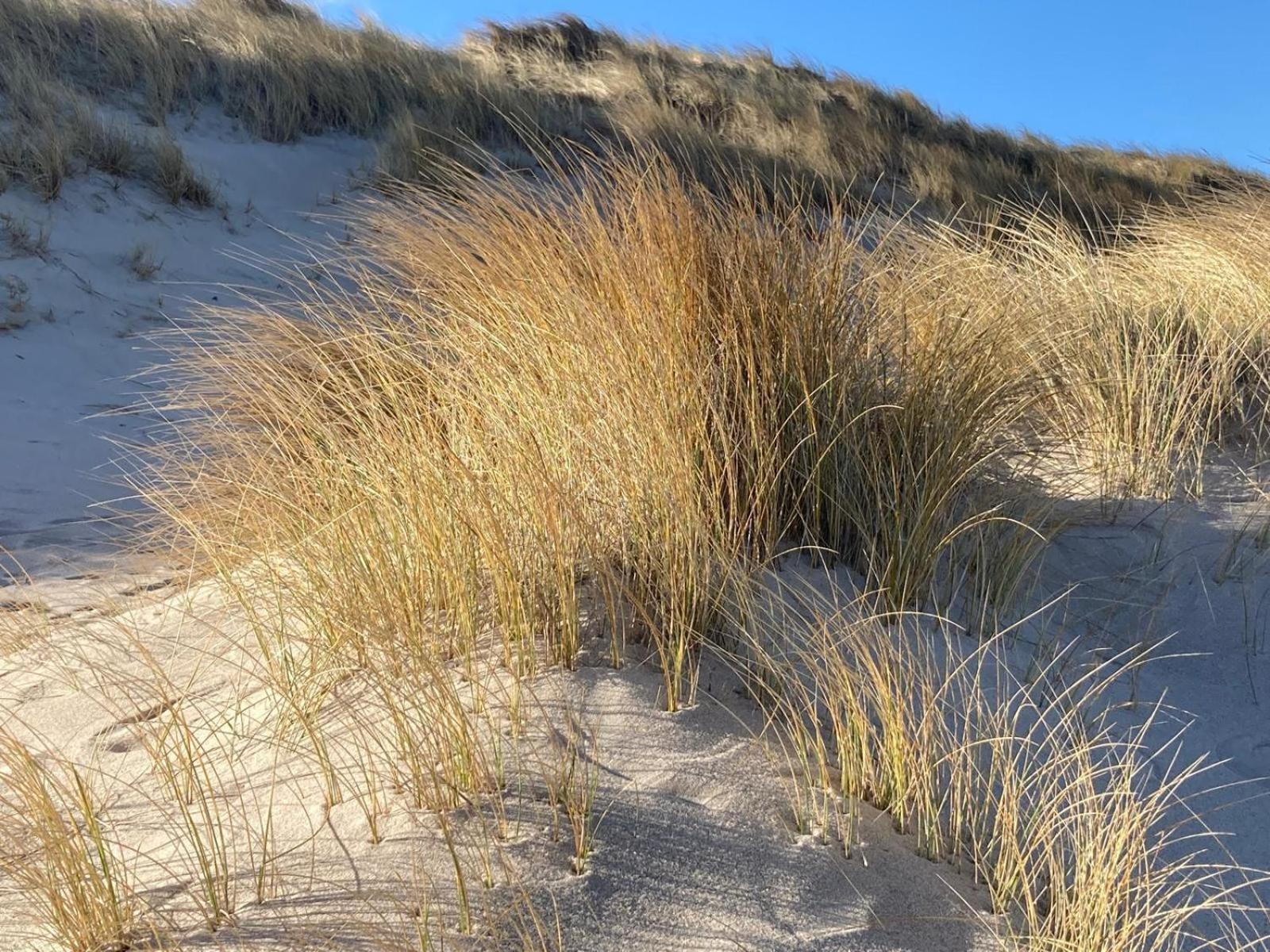 Lazy Osyter Sylt * Braderup (Sylt)
